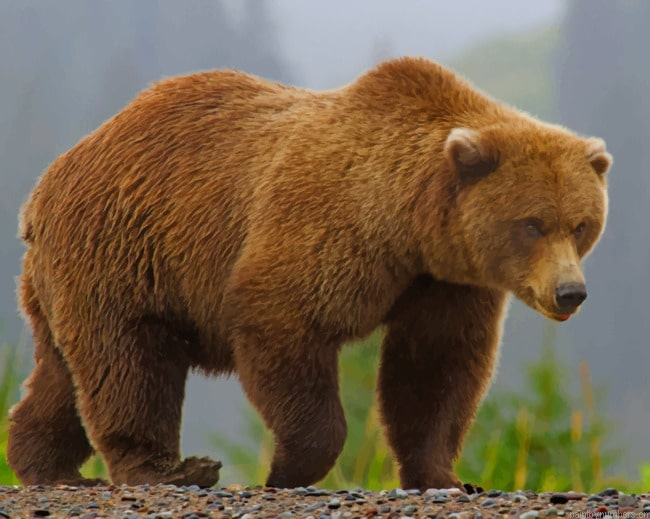 Brown Bear In Jungle Animals Painting By Numberss.png