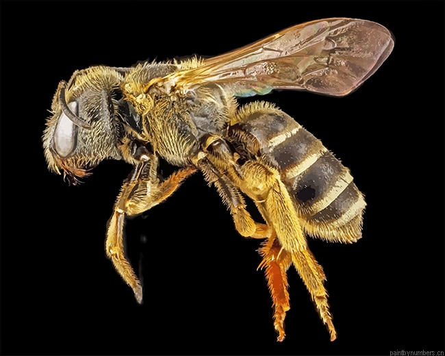 Brown Bee Macro Insects Painting By Numberss.png