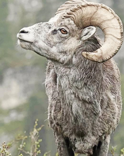 Brown Big Horned Sheep Animals Painting By Numberss.png