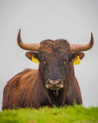 Brown Bull Painting By Numberss.png