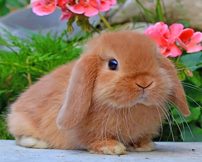 Brown Bunny Animals Painting By Numbers.png