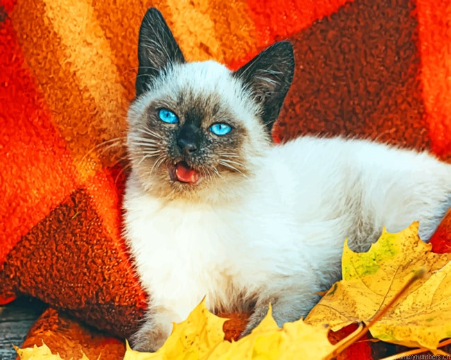 Brown Cat Animals Painting By Numberss.png