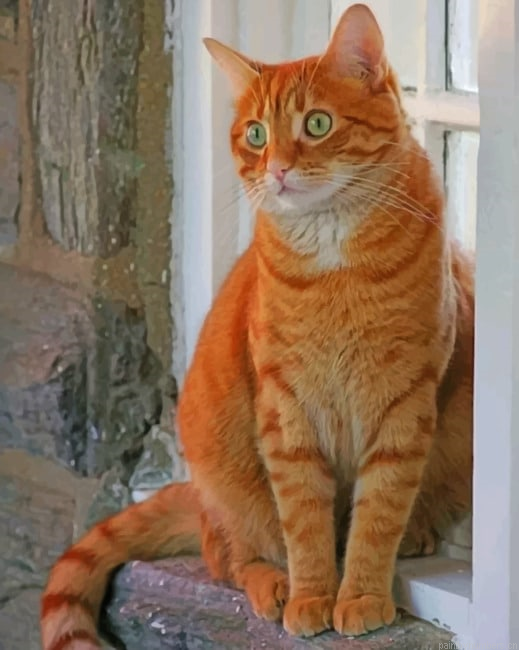 Brown Cat With Green Eyes Animals Painting By Numberss.png