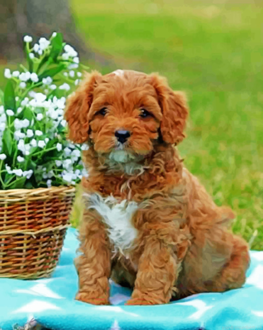 Brown Cavapoo Painting By Numberss.png