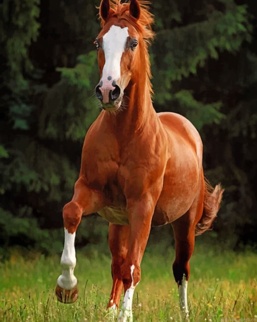 Brown Chestnut Horse Animals Painting By Numberss.png
