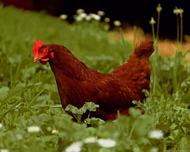 Brown Chicken In Grass Field Birds Painting By Numberss.png
