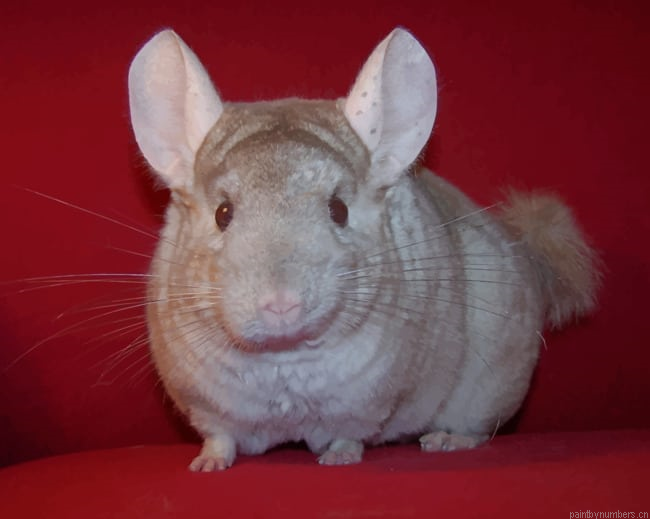 Brown Chinchilla Animal Rodents Painting By Numberss.png