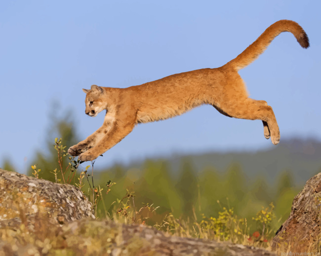 Brown Cougar Animal Jumping Painting By Numberss.png