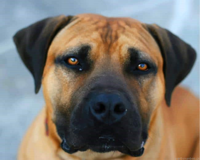 Brown Dog Animals Painting By Numberss.png