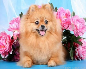 Brown Dog Pomeranian Painting By Numbers.png