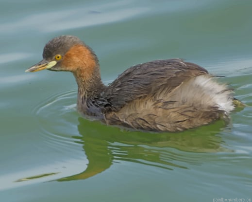 Brown Duck Swimming Birds Painting By Numberss.png