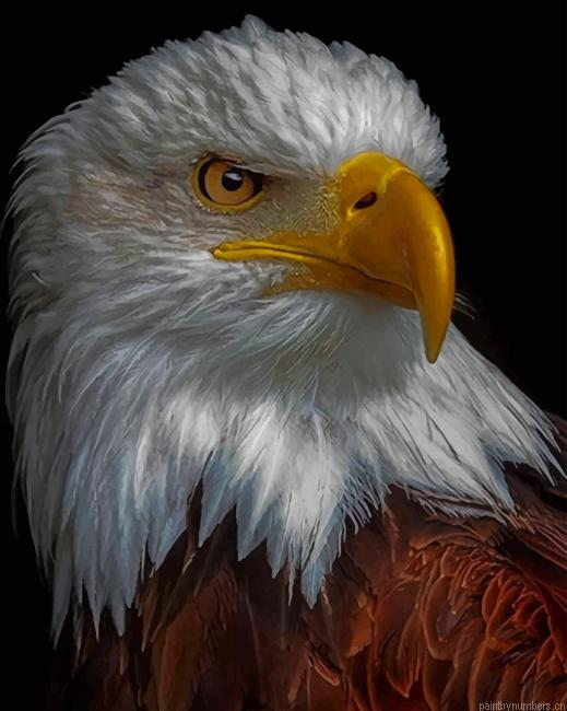 Brown Eagle Birds Painting By Numberss.png