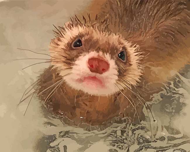 Brown Ferret Painting By Numbers.png