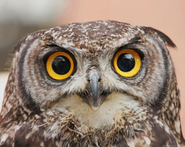 Brown Forest Owl Birds Painting By Numberss.png