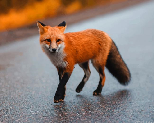 Brown Fox Animals Painting By Numberss.png