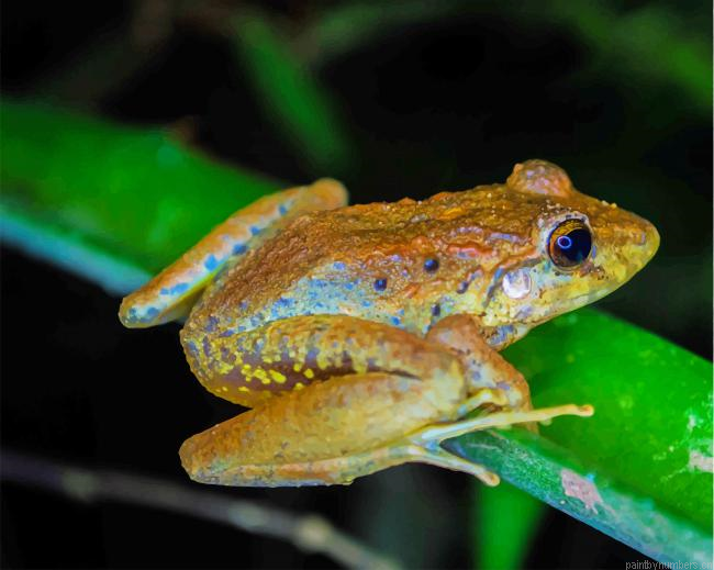 Brown Frog On Leaf Amphibians Painting By Numberss.png