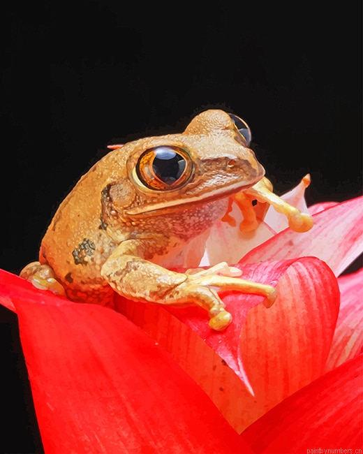 Brown Frog On Red Petal Flower Amphibians Painting By Numbers.png