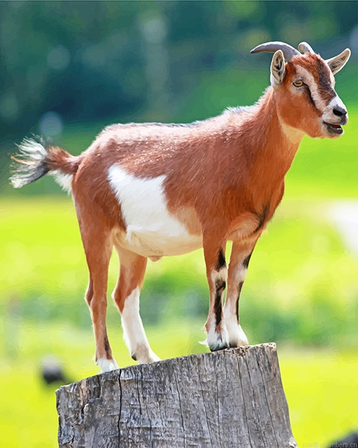Brown Goat Animals Painting By Numberss.png