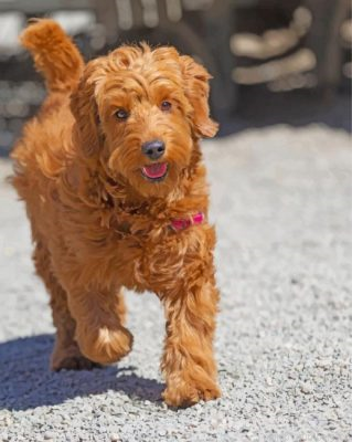 Brown Golden Doodle Painting By Numbers.png