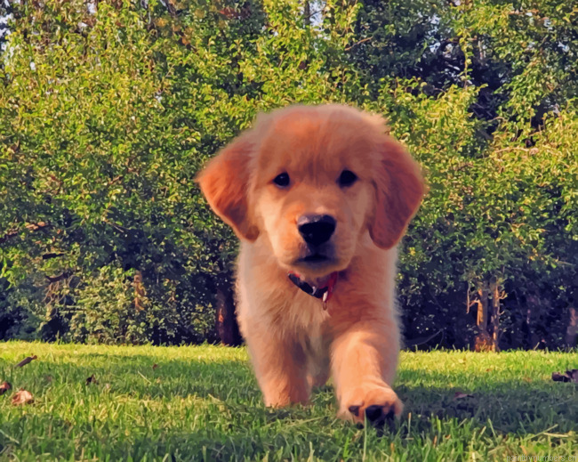 Brown Golden Retriever Puppy Animals Painting By Numberss.png