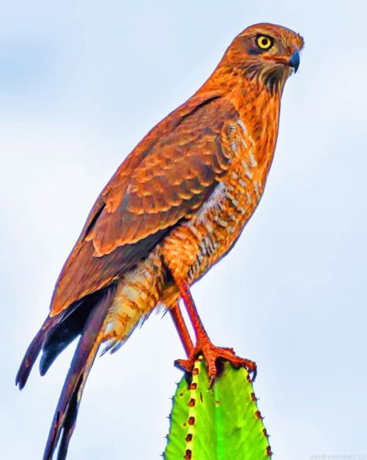 Brown Hawk Predator Bird Painting By Numberss.png