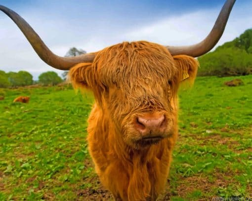 Brown Highland Cow Painting By Numberss.png