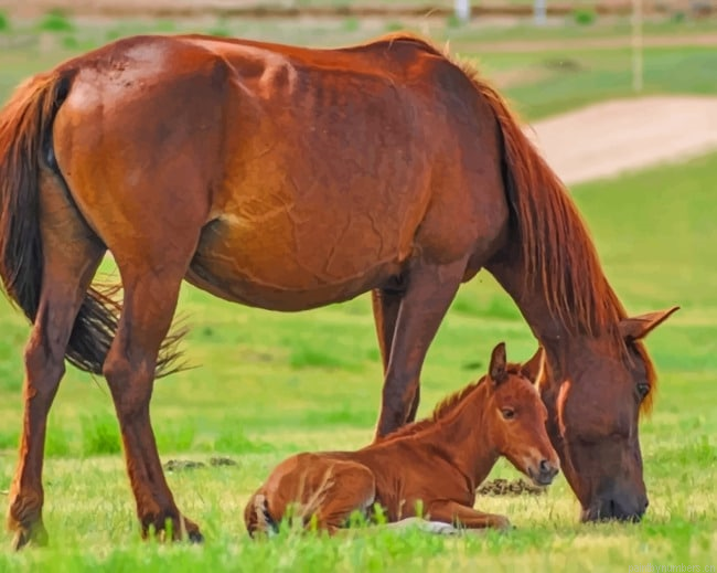 Brown Horse And Foal Animals Painting By Numberss.png