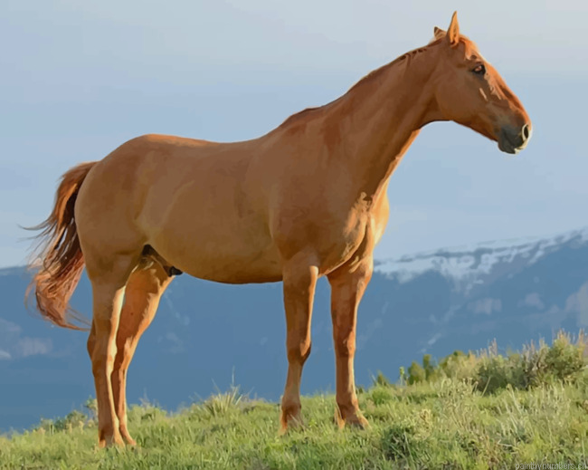 Brown Horse During Daytime Animals Painting By Numberss.png