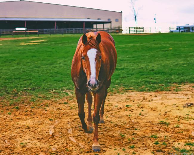 Brown Horse In Siege Animals Painting By Numberss.png