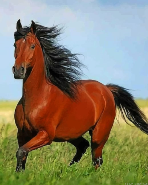 Brown Horse With Black Hair Animals Painting By Numberss.png