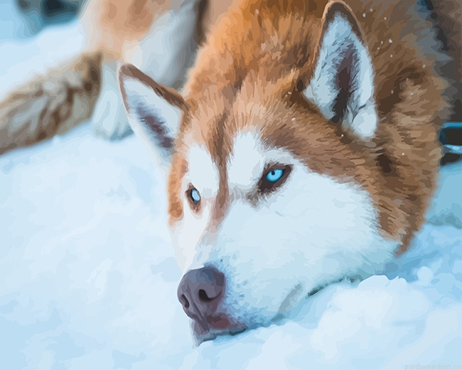 Brown Husky Animals Painting By Numberss.png