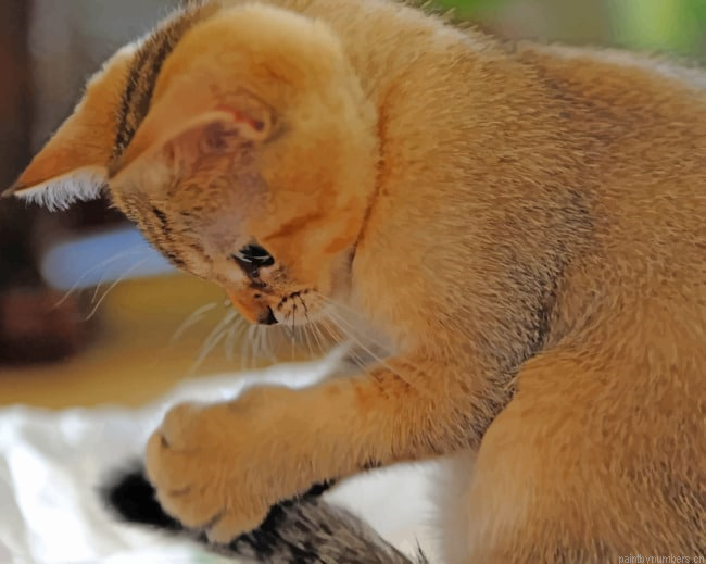 Brown Kitten Playing Animals Painting By Numberss.png