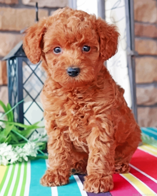 Brown Labradoodle Painting By Numbers.png