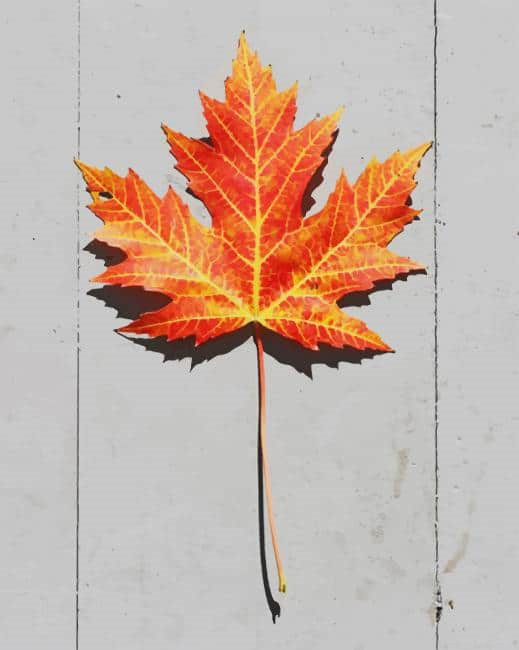 Brown Leaf Plants Painting By Numberss.png