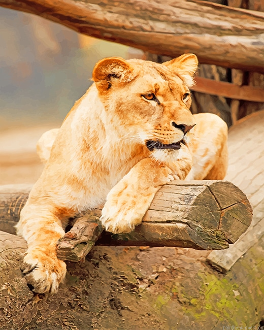Brown Lioness Animals Painting By Numberss.png