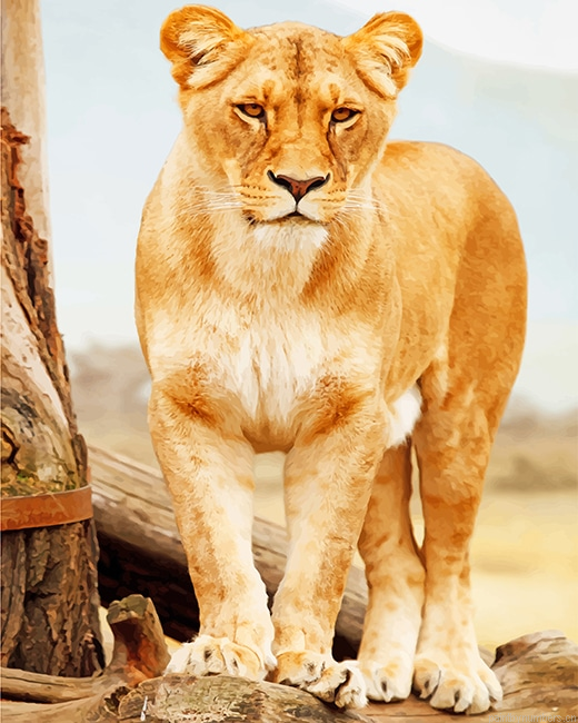 Brown Lioness Standing Animals Painting By Numbers.png