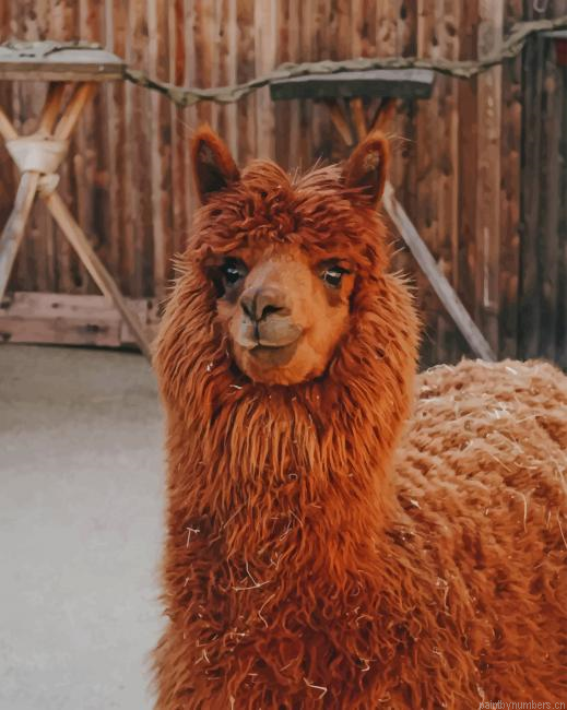Brown Llama Animals Painting By Numberss.png