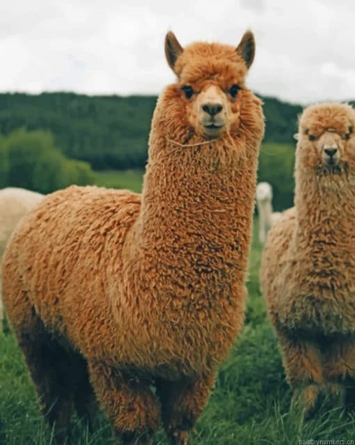 Brown Llamas Painting By Numbers.png