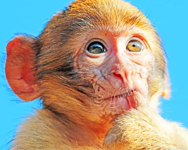 Brown Macaque Monkey Animals Painting By Numberss.png