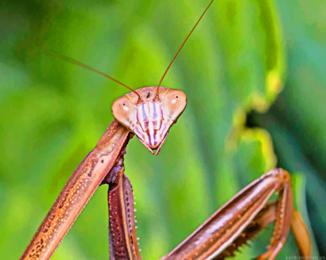 Brown Mantis Insect Painting By Numberss.png