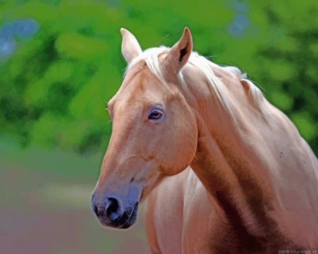 Brown Mare Horse Animals Painting By Numberss.png