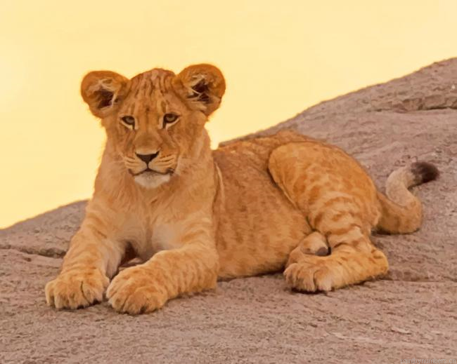 Brown Masai Lion Cougar Animals Painting By Numberss.png