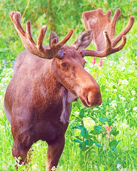 Brown Moose Animals Painting By Numberss.png