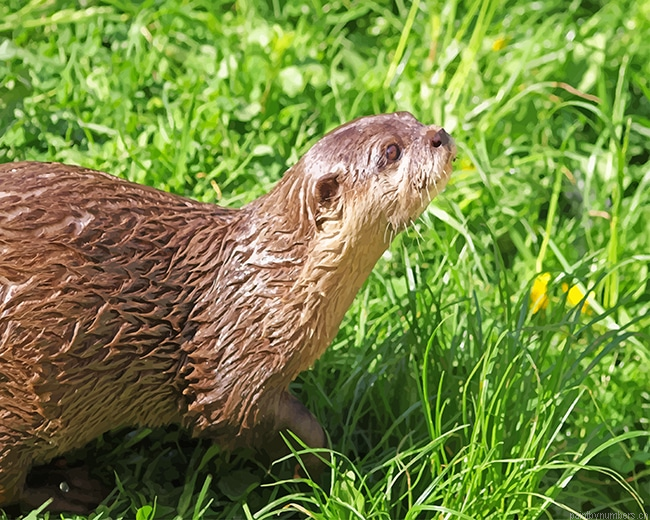 Brown Otter On Green Grass Animals Painting By Numberss.png