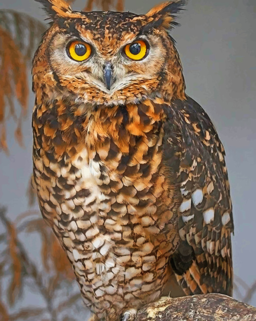 Brown Owl Birds Painting By Numberss.png
