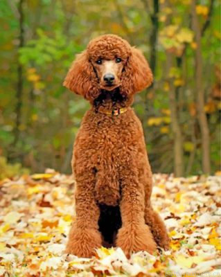 Brown Poodle Dog Painting By Numbers.png