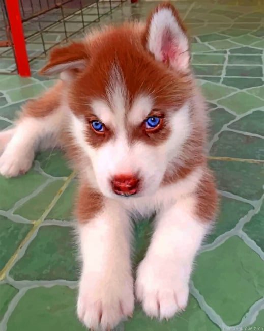 Brown Puppy Husky Animals Painting By Numbers.png