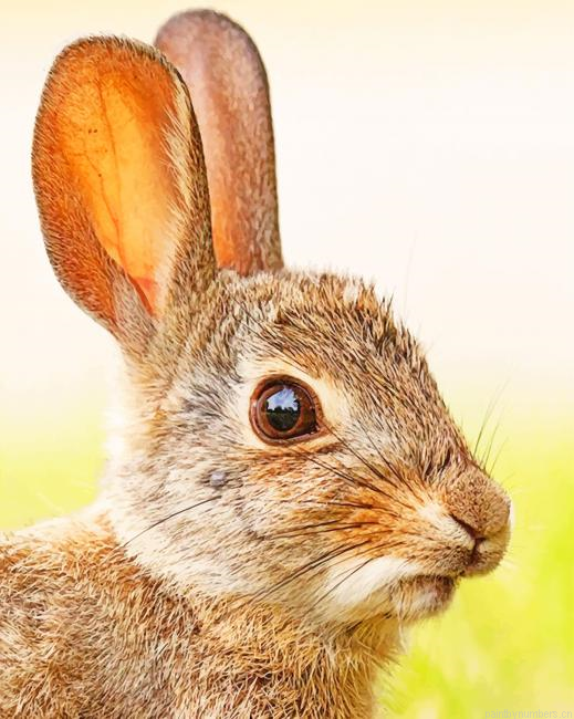 Brown Rabbit Animals Painting By Numberss.png