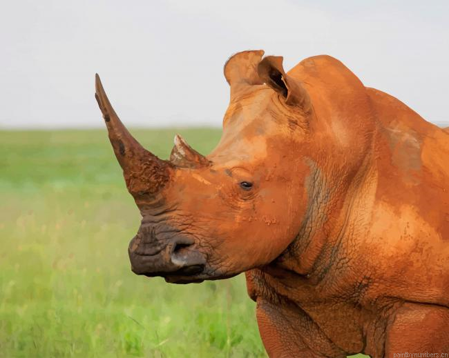 Brown Rhinoceros Animals Painting By Numberss.png