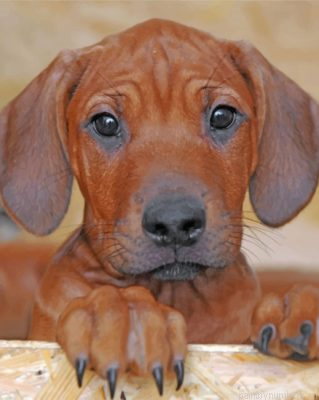 Brown Rhodesian Ridgeback Painting By Numbers.png